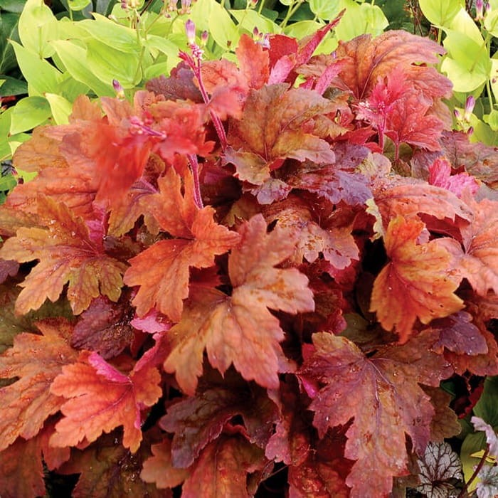Żuraweczka Sweet Tea (Heucherella) Sadzonka.jpg
