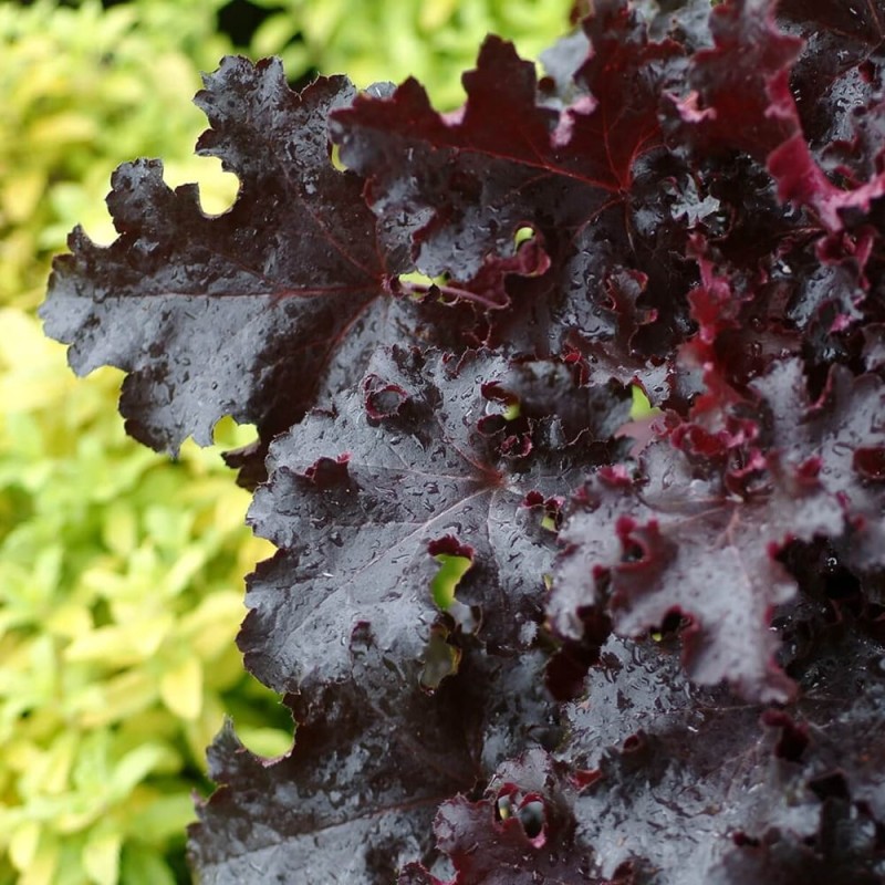 Żurawka Black Beauty (Heuchera) Sadzonka.jpg