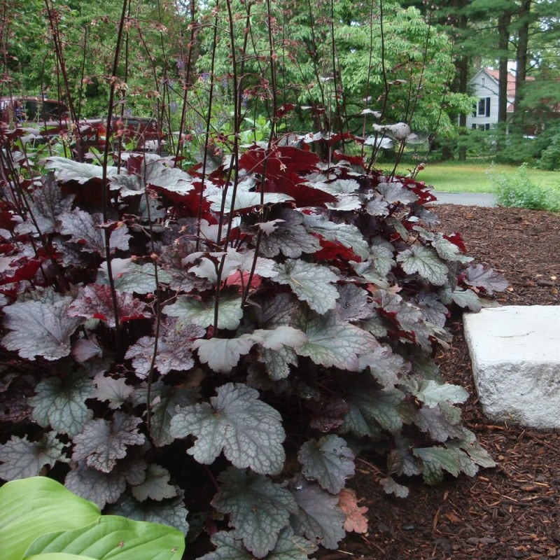 Żurawka Black Beauty (Heuchera) Sadzonka (2).jpg