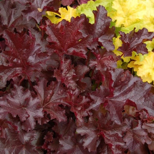 Żurawka Chocolate Ruffles (Heuchera) Sadzonka (2).jpg