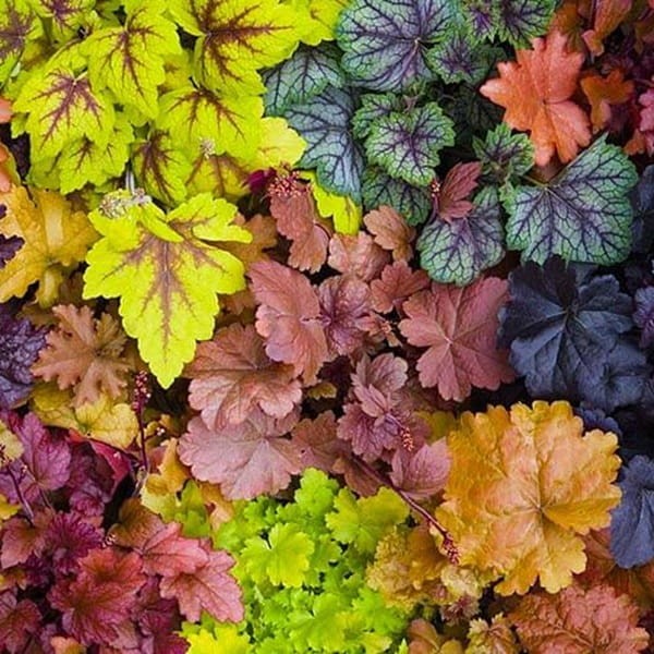 Żurawka Chocolate Ruffles (Heuchera) Sadzonka (3).jpg