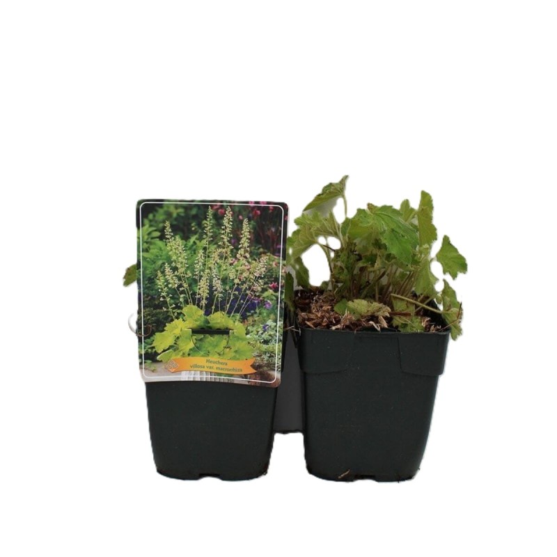 Żurawka Electra (Heuchera) Sadzonka.jpg