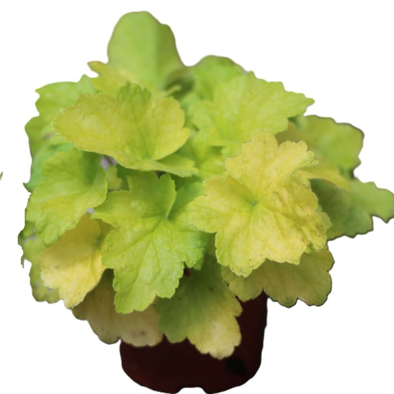 Żurawka Lime (Heuchera) Sadzonka (2).JPG