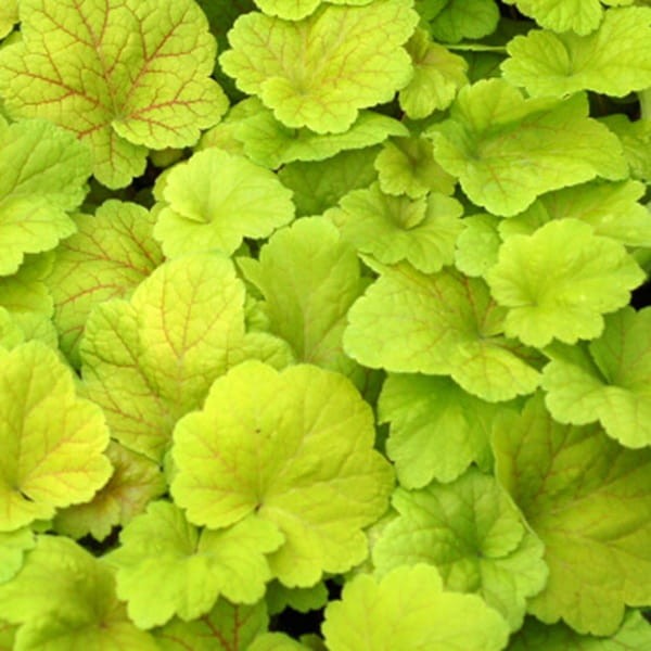 Żurawka Lime (Heuchera) Sadzonka (3).jpg