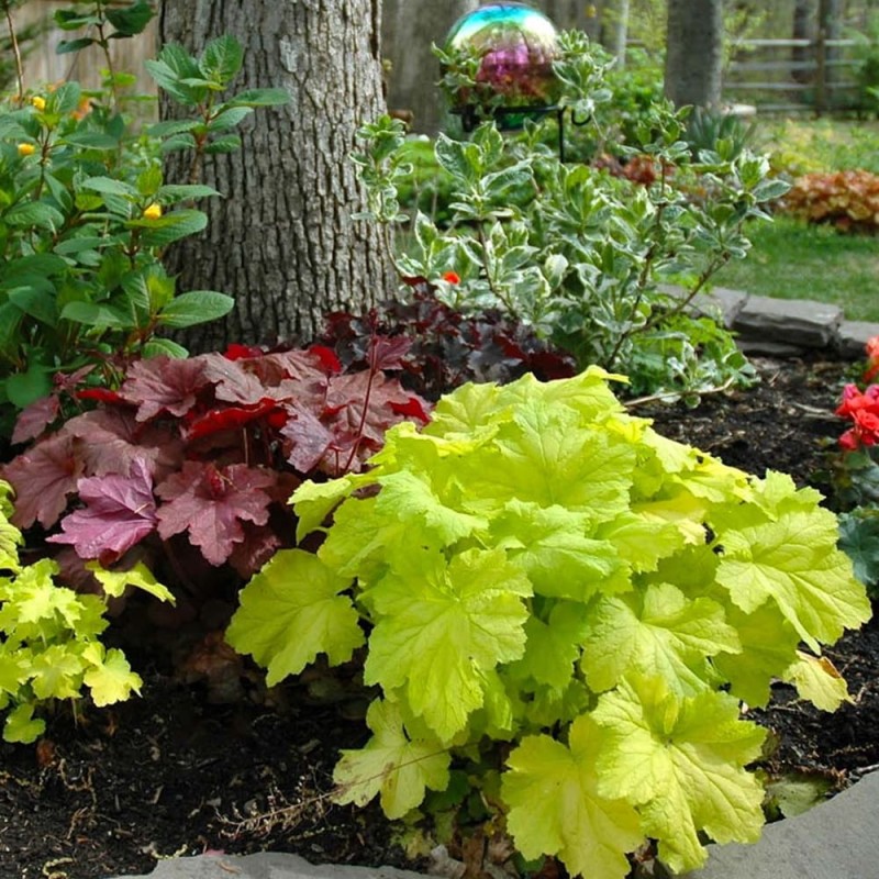 Żurawka Lime (Heuchera) Sadzonka (4).jpg