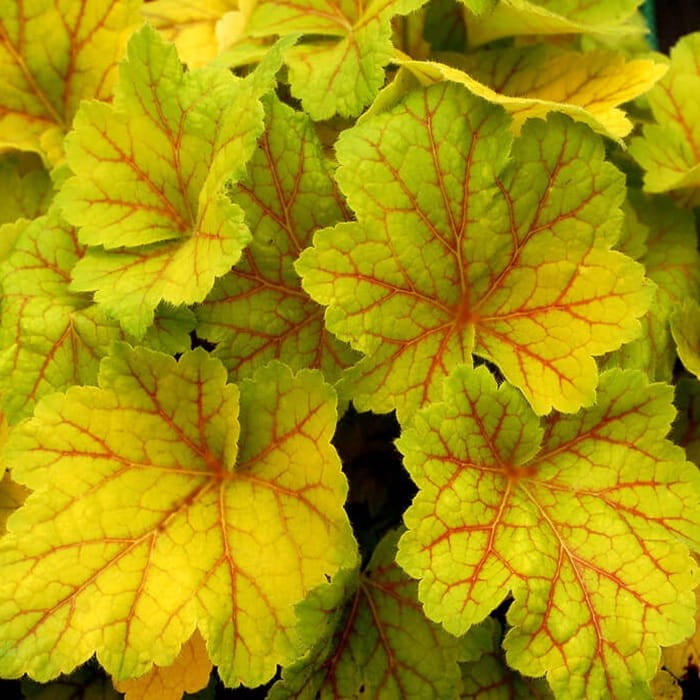 Żurawka Electra (Heuchera) Sadzonka (2).jpg