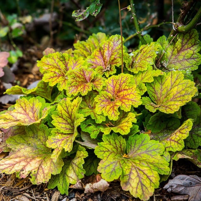 Żurawka Electra (Heuchera) Sadzonka (1).jpg