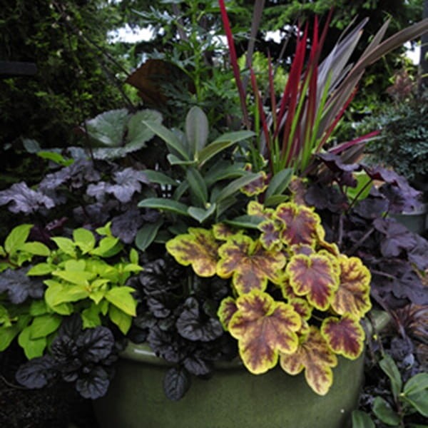 Żurawka Delta Down (Heuchera) Sadzonka (2).jpg