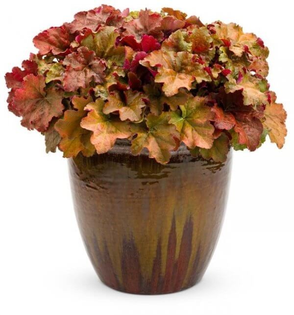 Żurawka Creme Brulee (Heuchera) Sadzonka (2).jpg