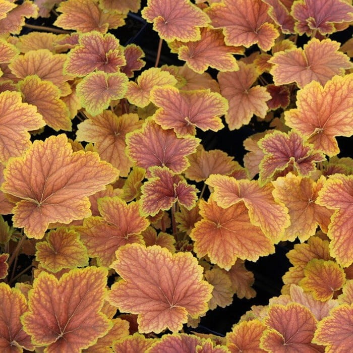 Żurawka Creme Brulee (Heuchera) Sadzonka (3).jpg