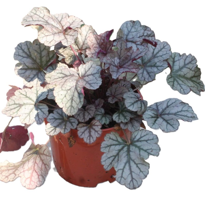 Żurawka Dolce Silver Gumdropl (Heuchera) Sadzonka.JPG