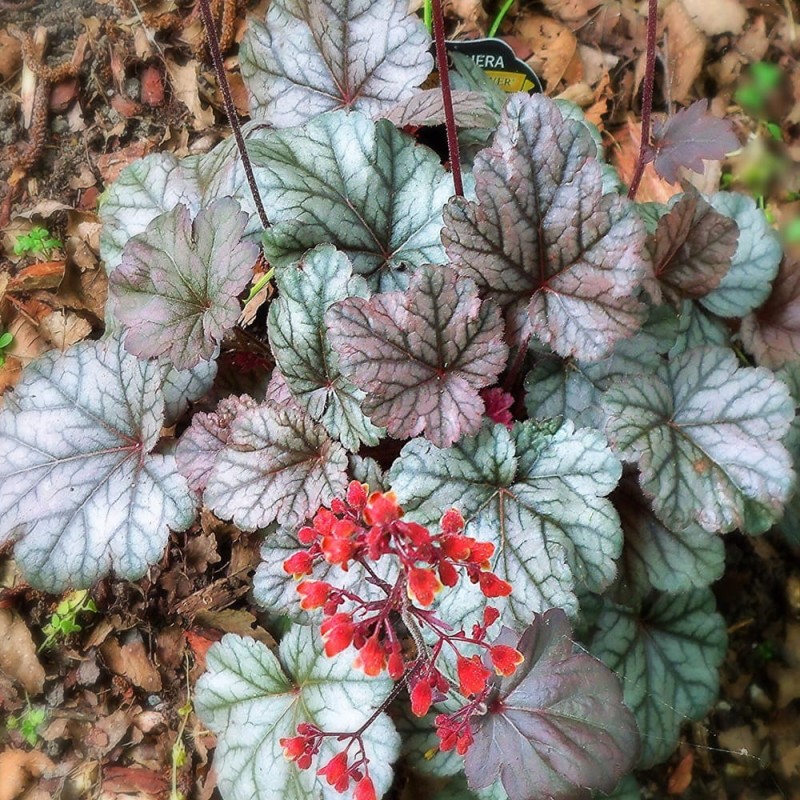 Żurawka Dolce Silver Gumdropl (Heuchera) Sadzonka (2).jpg
