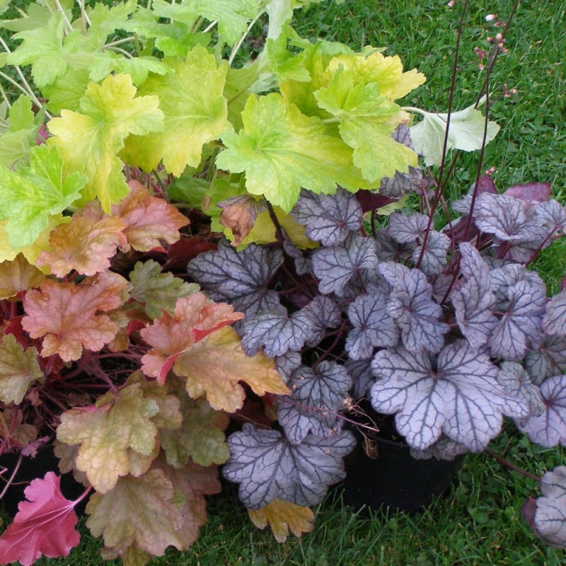 Żurawka Dolce Silver Gumdropl (Heuchera) Sadzonka (3).jpg