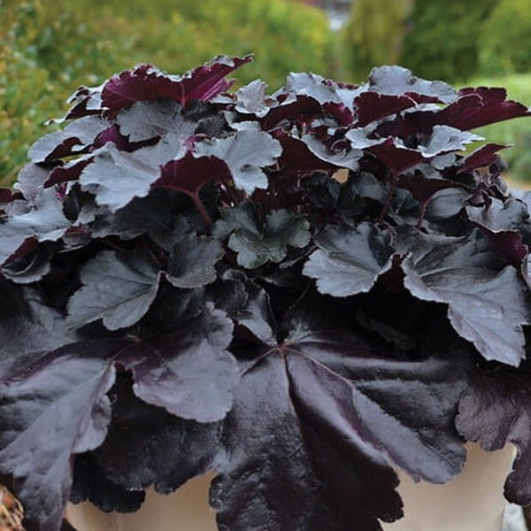 Żurawka Obsidian (Heuchera) Sadzonka (2).jpg