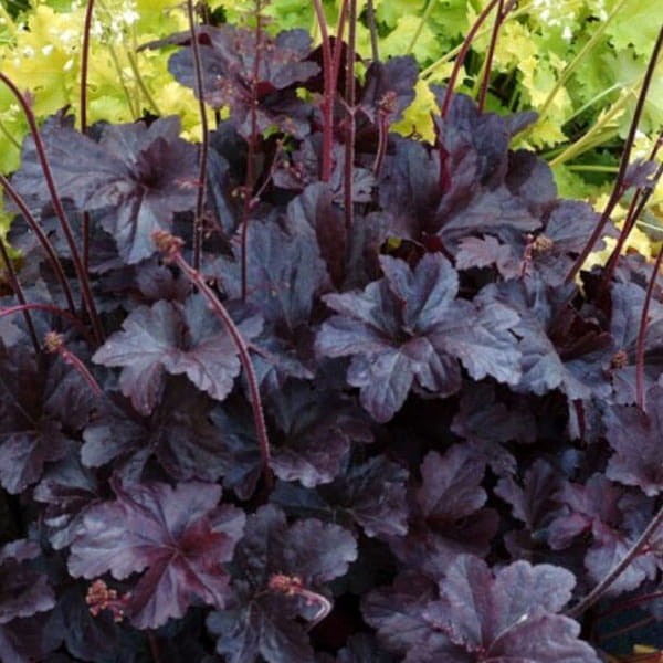 Żurawka Obsidian (Heuchera) Sadzonka.jpg