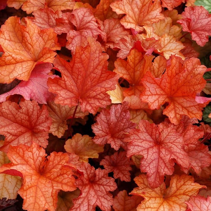 Żurawka Paprika (Heuchera) Sadzonka.jpg