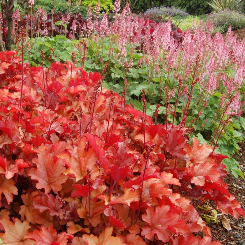 Żurawka Paprika (Heuchera) Sadzonka (2).jpg