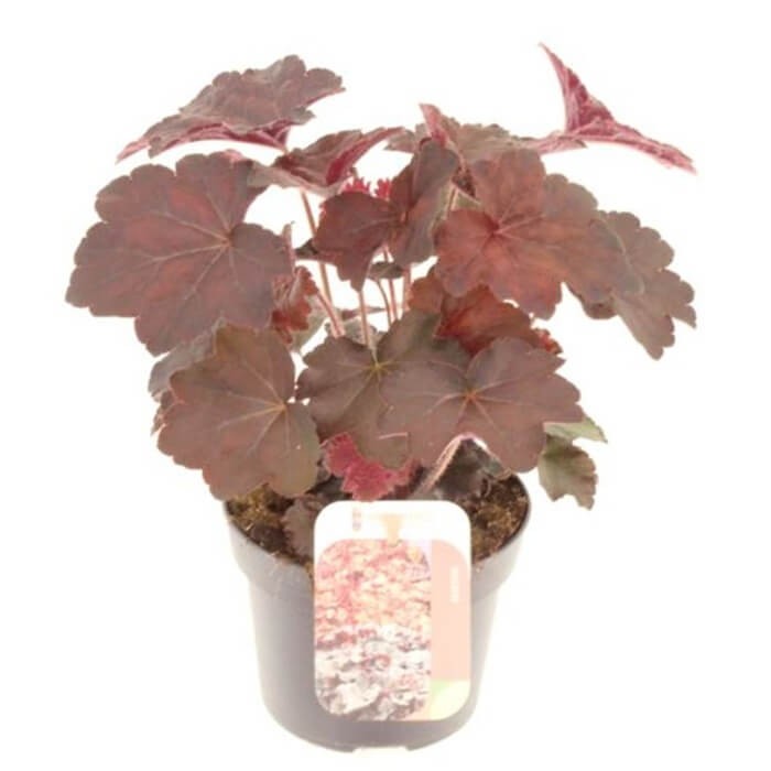 Żurawka Paprika (Heuchera) Sadzonka (3).jpg