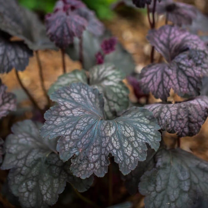 Żurawka Velvet Night (Heuchera) Sadzonka  (1).jpg