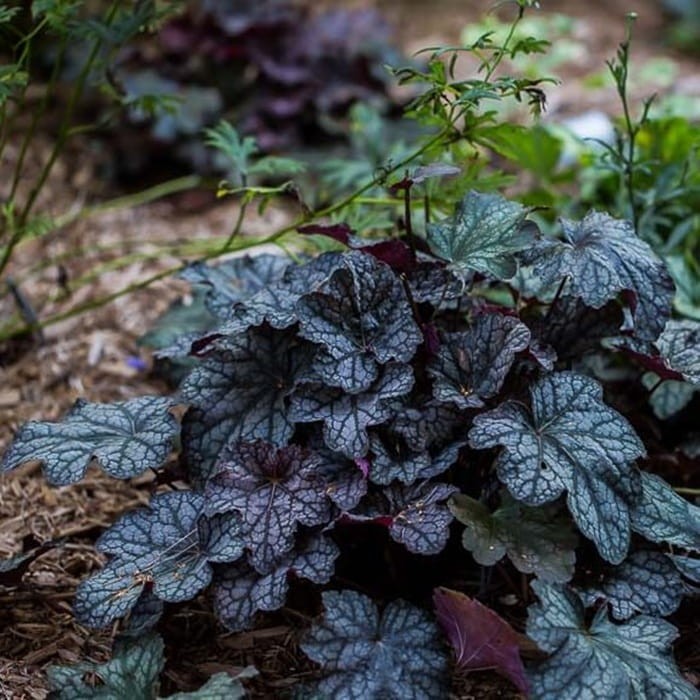 Żurawka Velvet Night (Heuchera) Sadzonka  (2).jpg