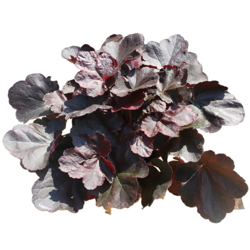 Żurawka Velvet Night (Heuchera) Sadzonka.JPG