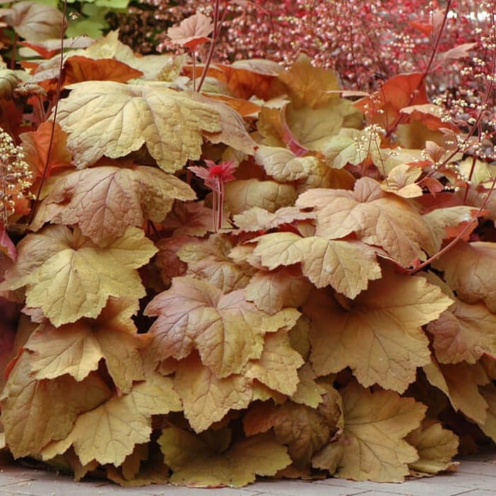 Żurawka Southern Comfort (Heuchera) Sadzonka (3).jpg
