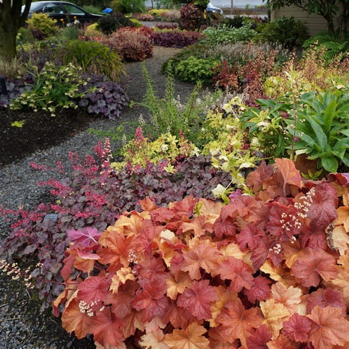 Żurawka Southern Comfort (Heuchera) Sadzonka (4).jpg