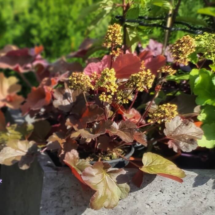 Żurawka Heuchera Little Cutie Blondie (Heuchera) Sadzonka (1).jpg