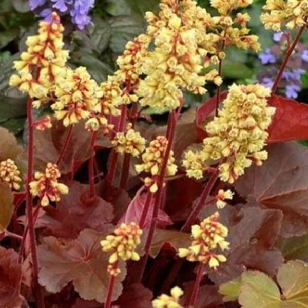 Żurawka Heuchera Little Cutie Blondie (Heuchera) Sadzonka (2).jpg