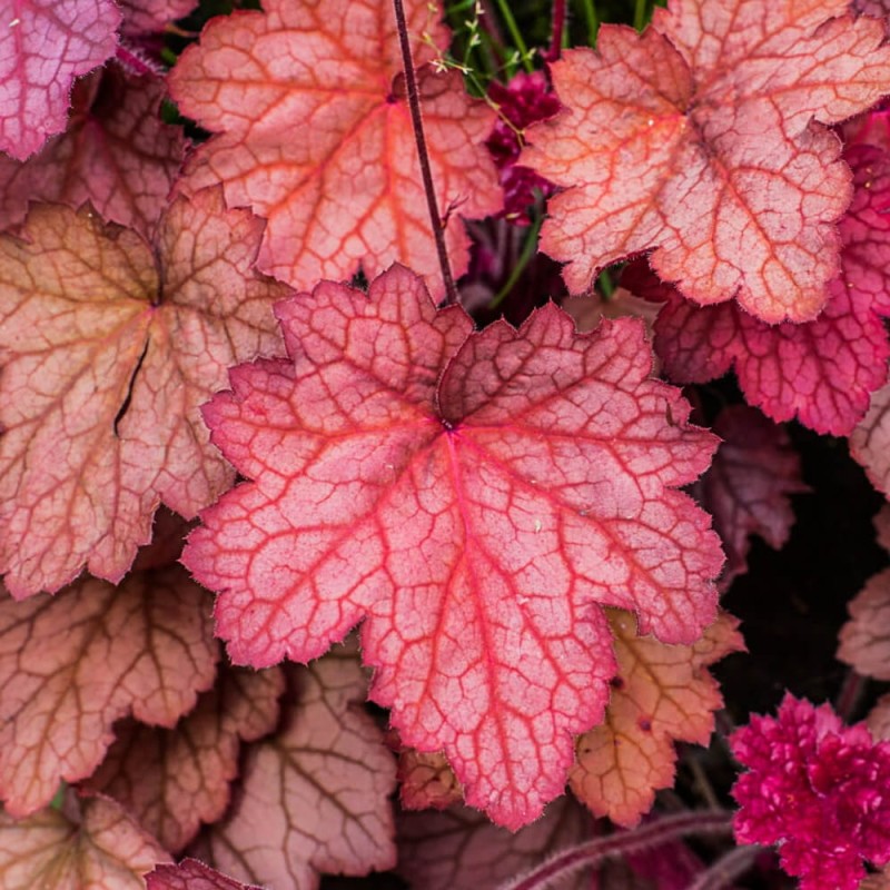 Żurawka Heuchera Galaxy (Heuchera) Sadzonka (2).jpg