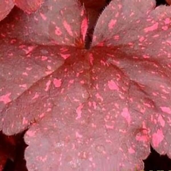 Żurawka Heuchera Galaxy (Heuchera) Sadzonka (1).jpg