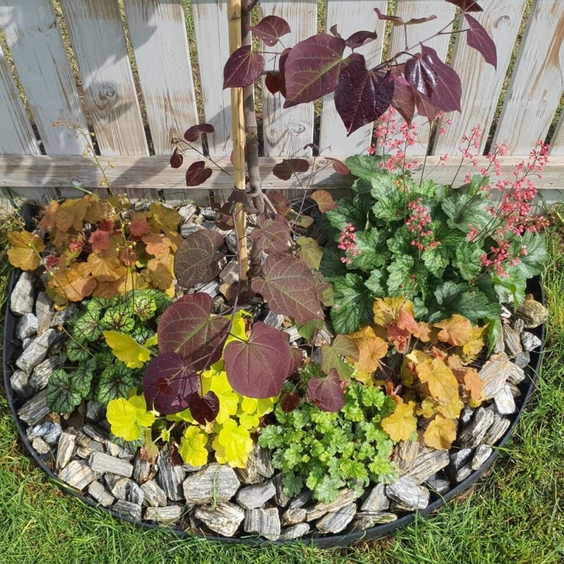 Żurawka Heuchera Herkules (Heuchera) Sadzonka (2).jpg