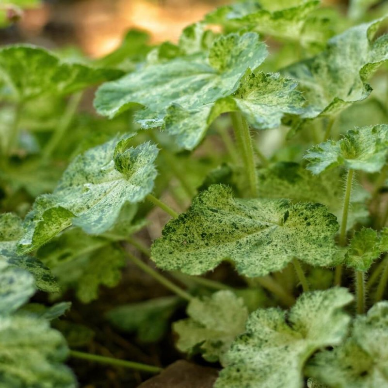 Żurawka Heuchera Herkules (Heuchera) Sadzonka.jpg