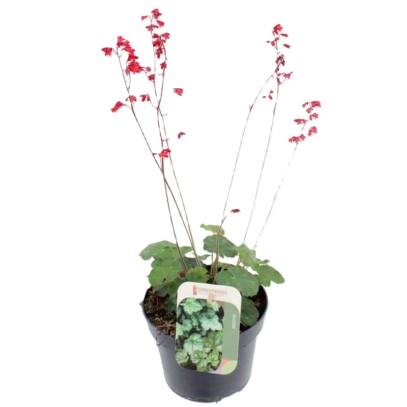 Żurawka Heuchera Herkules (Heuchera) Sadzonka (4).jpg