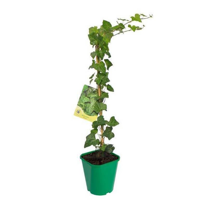 Bluszcz Pospolity Białystok (Hedera helix) 3 Letnia Sadzonka C2  (1).jpg