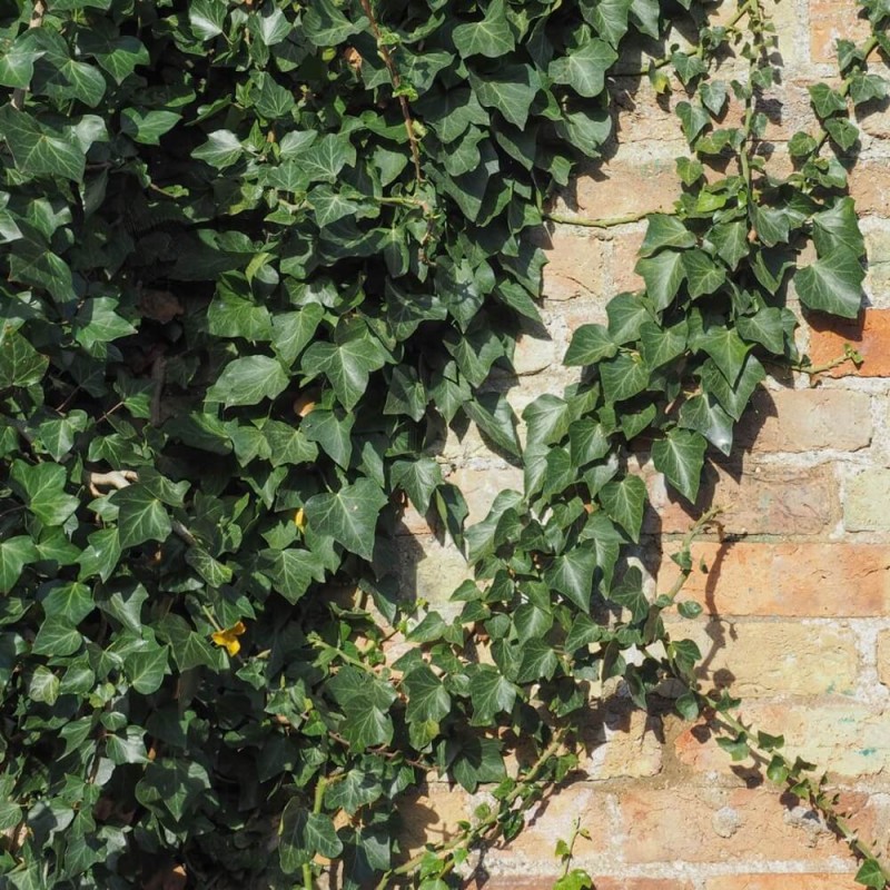 Bluszcz Pospolity Białystok (Hedera helix) 3 Letnia Sadzonka C2  (2).jpg