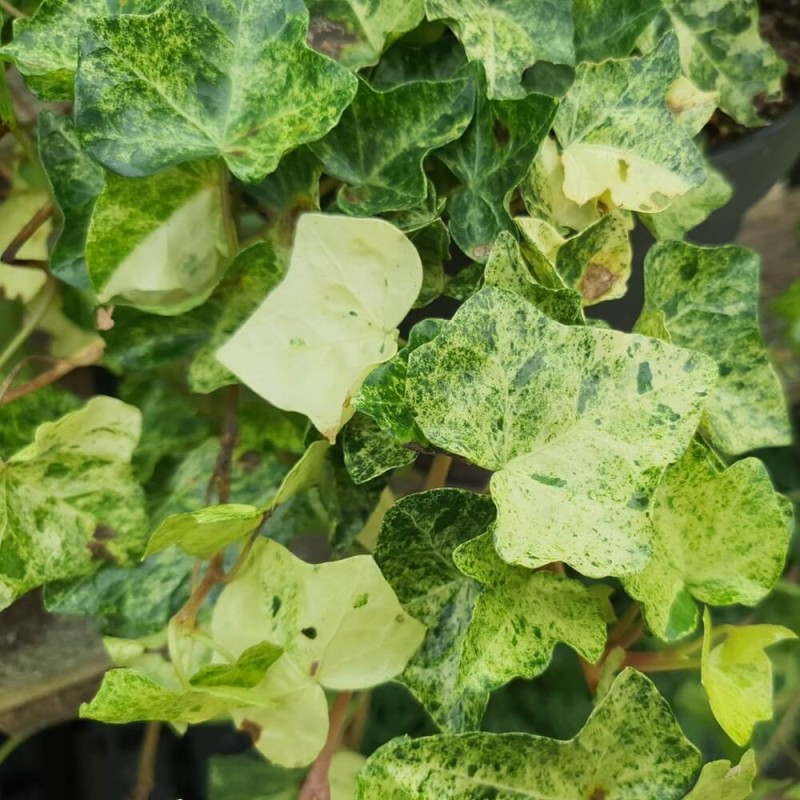 Bluszcz Pospolity Profesor Seneta (Hedera helix) 3 Letnia Sadzonka C2 (1).jpg