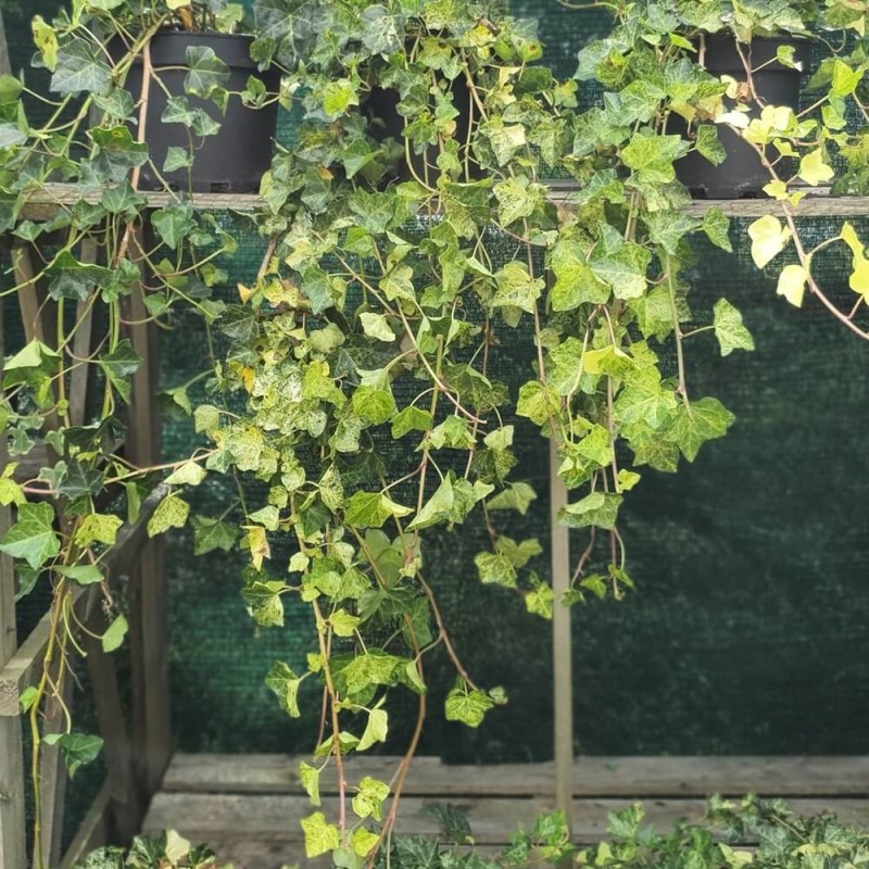 Bluszcz Pospolity Profesor Seneta (Hedera helix) 3 Letnia Sadzonka C2 (2).jpg