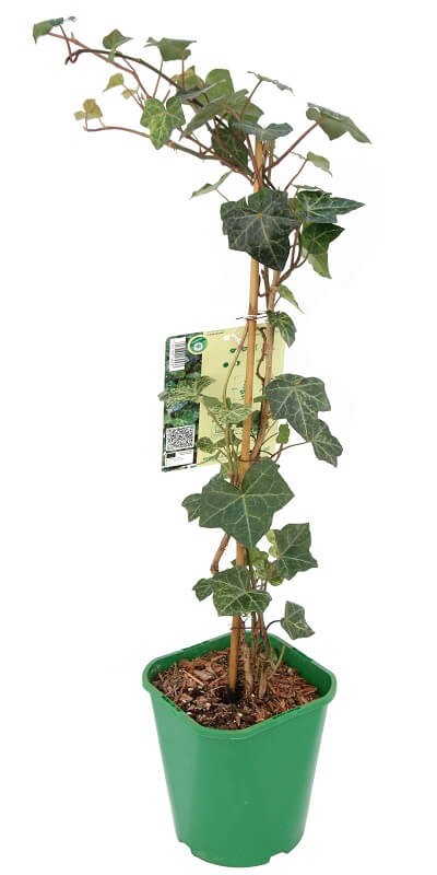 Bluszcz Pospolity Profesor Seneta (Hedera helix) 3 Letnia Sadzonka C2 (3).JPG