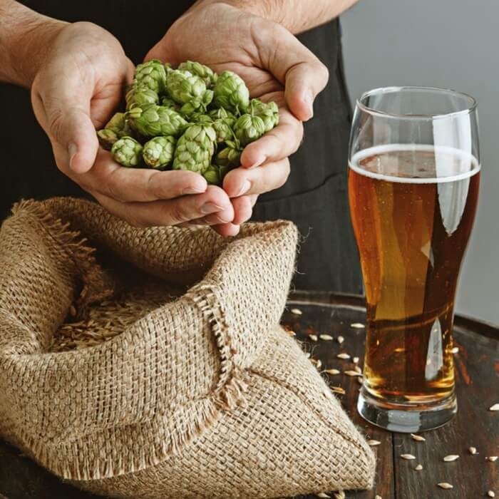 Chmiel Pospolity (Humulus lupulus) Sadzonka C2 (1).jpg