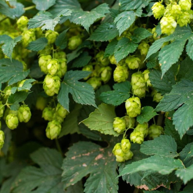 Chmiel Pospolity (Humulus lupulus) Sadzonka C2 (3).jpg
