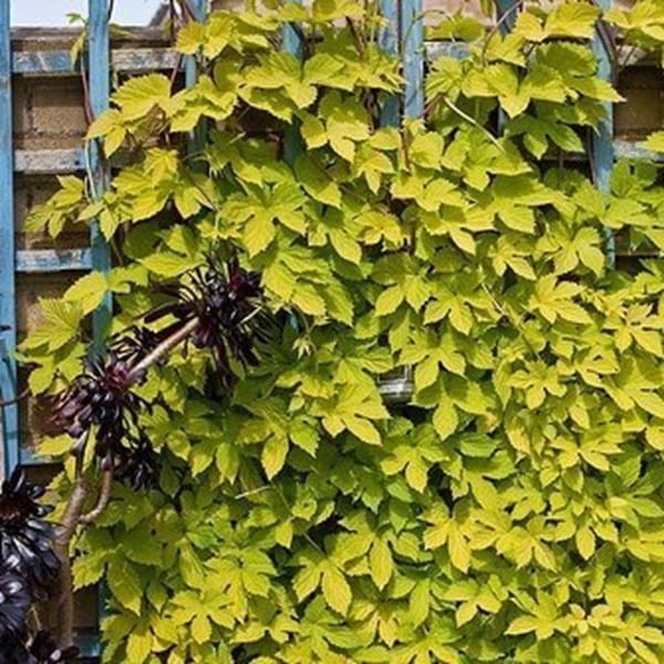 Chmiel Pospolity Aureus (Humulus lupulus) 3 Letnia Sadzonka C2 (1).jpg