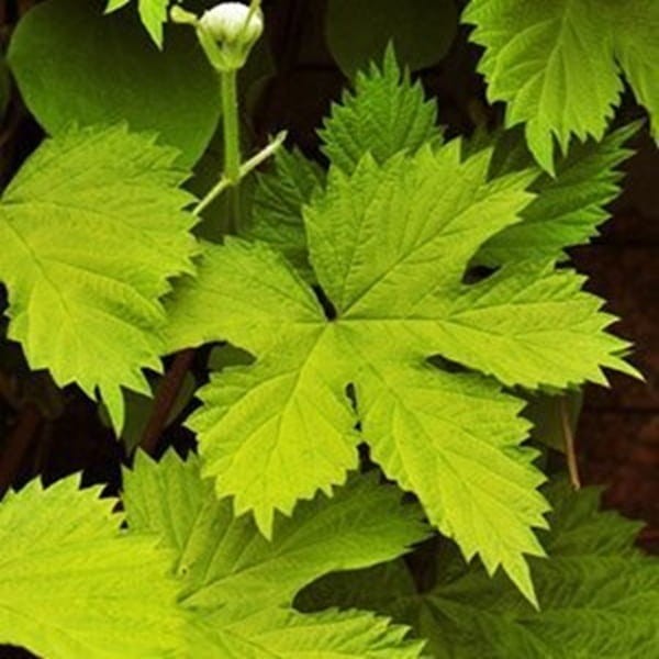 Chmiel Pospolity Aureus (Humulus lupulus) 3 Letnia Sadzonka C2 (2).jpg