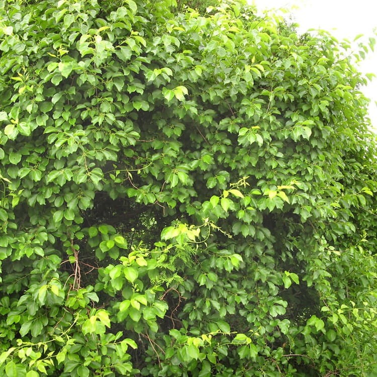 Dławisz Amerykański Bailumn (Celastrus scandens) Sadzonka 60-90Cm.jpg