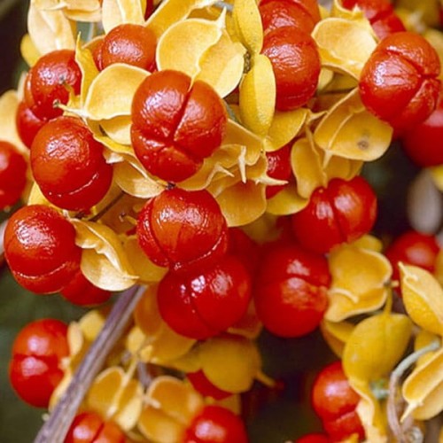 Dławisz amerykański Bailumn sadzonka 60-90Cm