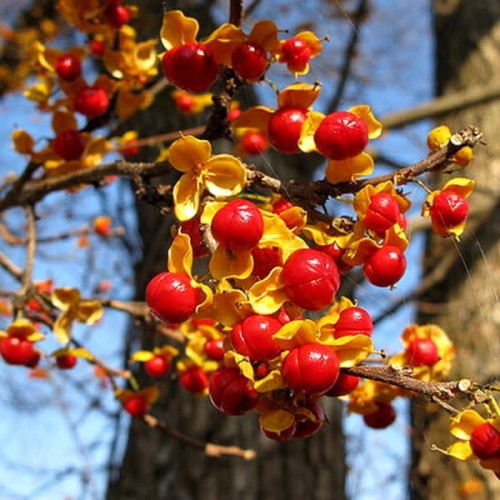 Dławisz okrągłolistny żeński Diana 3 letnia sadzonka 60-90Cm