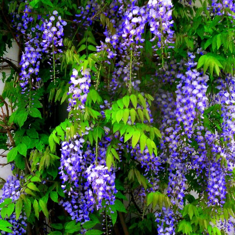 Glicynia Chińska Amethyst (Wisteria sinensis) 3Letnia Sadzonka 60-90Cm (2).jpg