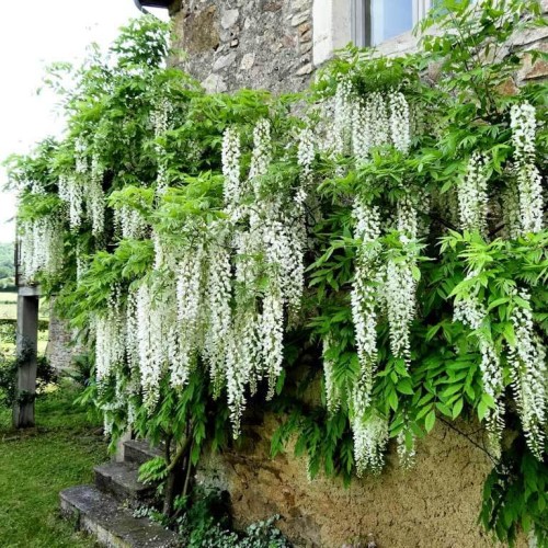 Glicynia Chińska Biała Alba sadzonka C1