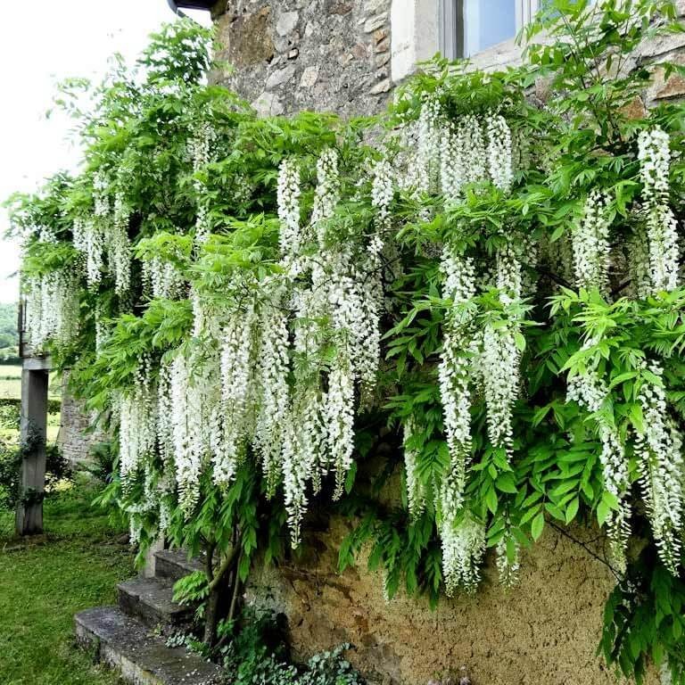 Glicynia Chińska Biała Alba (Wisteria sinensis) Sadzonka C1 (2).jpg