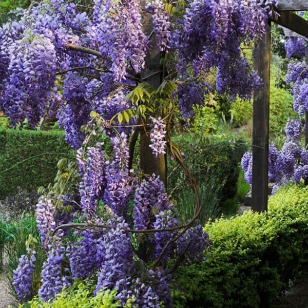 Glicynia Chińska Fioletowa (Wisteria sinensis) Sadzonka P9c1 (3).jpg